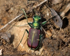 Cicindela splendida