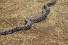 Malayopython reticulatus
