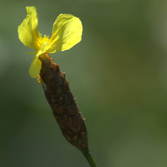 Xyris caroliniana