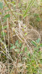 Epilobium pseudorubescens