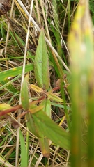Epilobium pseudorubescens