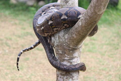 Malayopython reticulatus