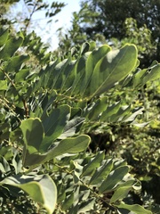 Tipuana tipu