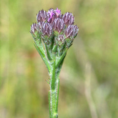 Carphephorus pseudoliatris