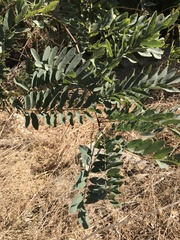 Tipuana tipu