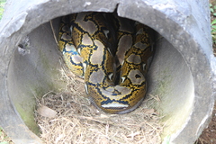 Malayopython reticulatus