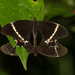 Caribbean Swallowtail - Photo (c) Dan Irizarry, some rights reserved (CC BY-NC-SA)