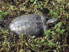 Trachemys scripta