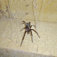 Kukulcania hibernalis