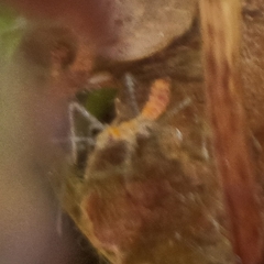 Zelus renardii