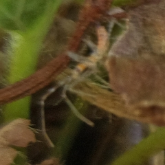 Zelus renardii