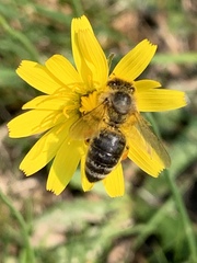 Apis mellifera