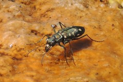 Cicindela haemorrhagica