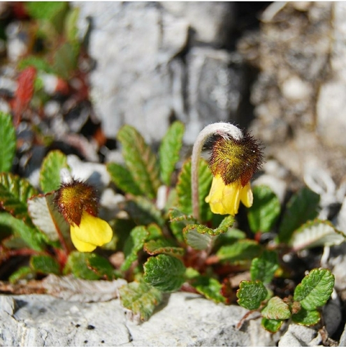 Drummond's mountain-avens (Dryas drummondii)