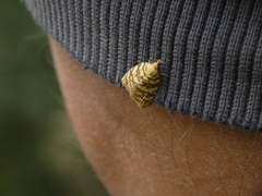 Abrepagoge treitschkeana