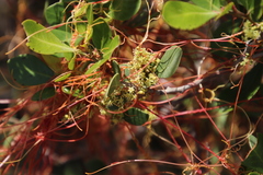 Cuscuta nitida