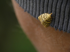 Abrepagoge treitschkeana