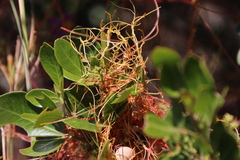 Cuscuta nitida