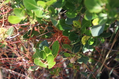 Cuscuta nitida