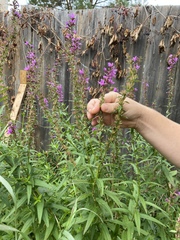 Lythrum salicaria