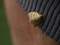 Abrepagoge treitschkeana