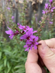 Lythrum salicaria