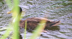 Anas platyrhynchos × undulata