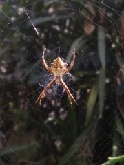 Argiope argentata
