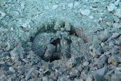 Lysiosquillina maculata