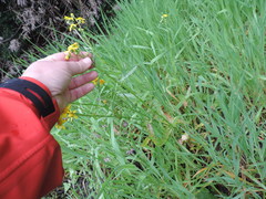 Senecio littoreus littoreus
