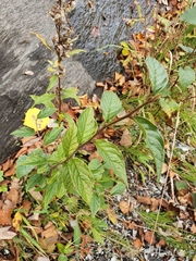 Cotoneaster bullatus