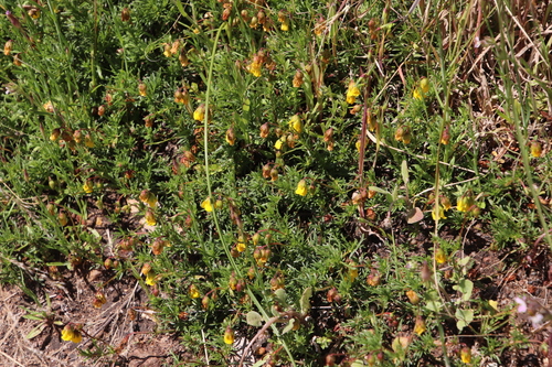 Image of Hermannia pinnata by (c) Tony Rebelo, some rights reserved (CC BY-SA)