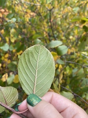 Frangula alnus