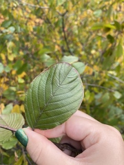 Frangula alnus