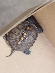 Terrapene carolina carolina