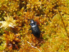 Sphagnum tenellum