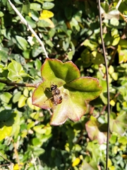 Eristalis tenax