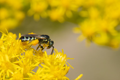Perdita octomaculata