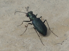 Cicindela nigrocoerulea