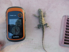 Sceloporus bimaculosus