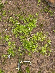 Physcomitrium immersum