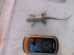 Sceloporus bimaculosus