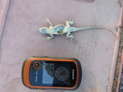 Sceloporus bimaculosus