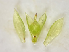 Physcomitrium immersum