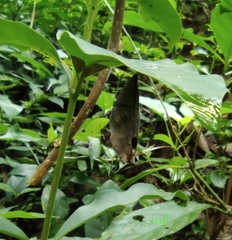 Doleschallia bisaltide
