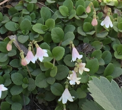 Linnaea borealis longiflora