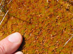 Sphagnum austinii