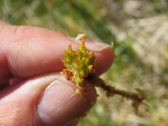 Sphagnum austinii