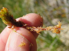Sphagnum austinii