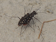 Cicindela sedecimpunctata